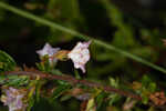 Hairy laurel <BR>Hairy wicky